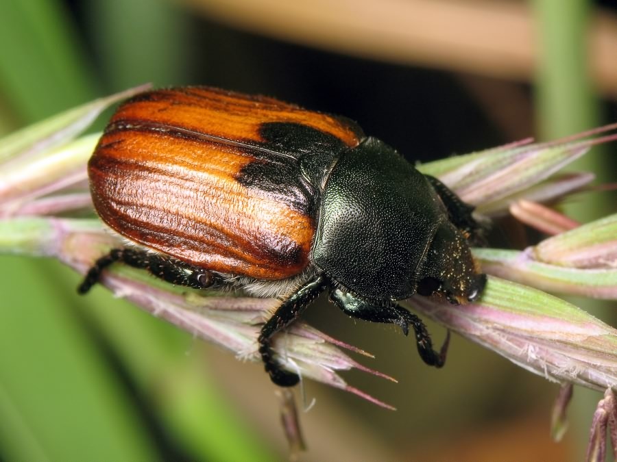 Anisoplia austriaca (Herbst, 1783)